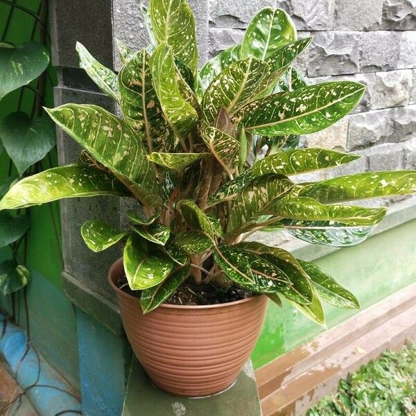 Aglaonema commutatum Ліст