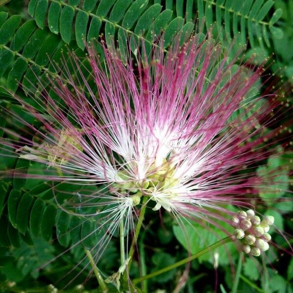 Albizia julibrissin Flor