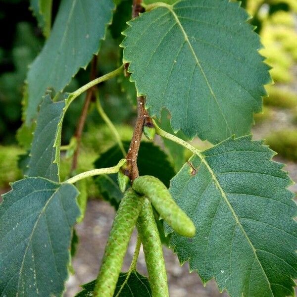 Betula ermanii Fruit