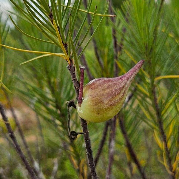 Asclepias linaria Fruit