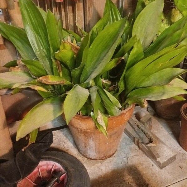 Aspidistra elatior Hoja