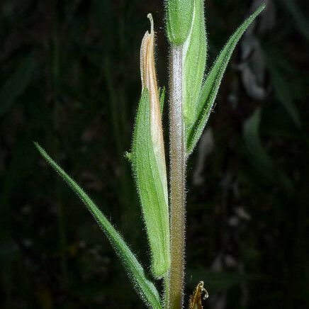 Castilleja minor Escorça