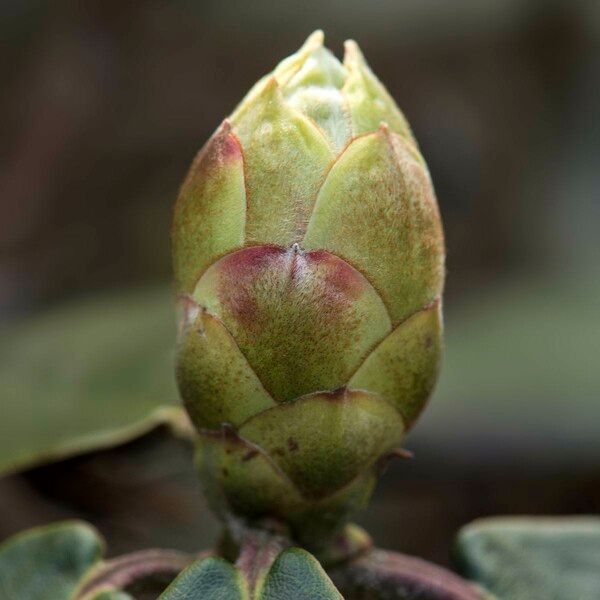 Rhododendron campanulatum Други