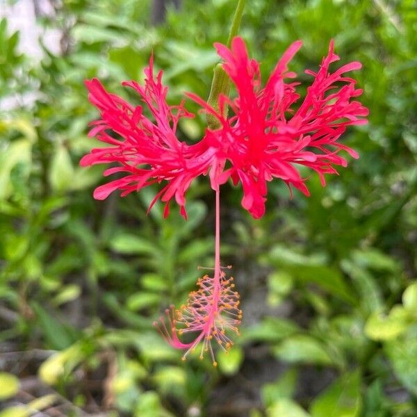 Hibiscus schizopetalus Λουλούδι