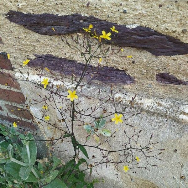 Lactuca muralis Fleur