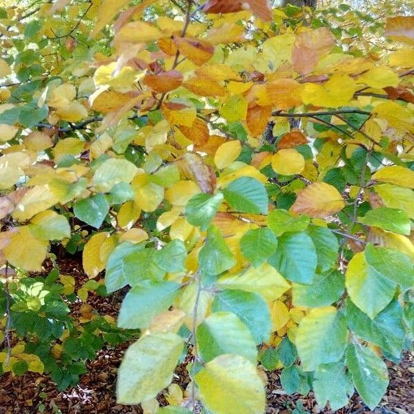 Fagus sylvatica Foglia