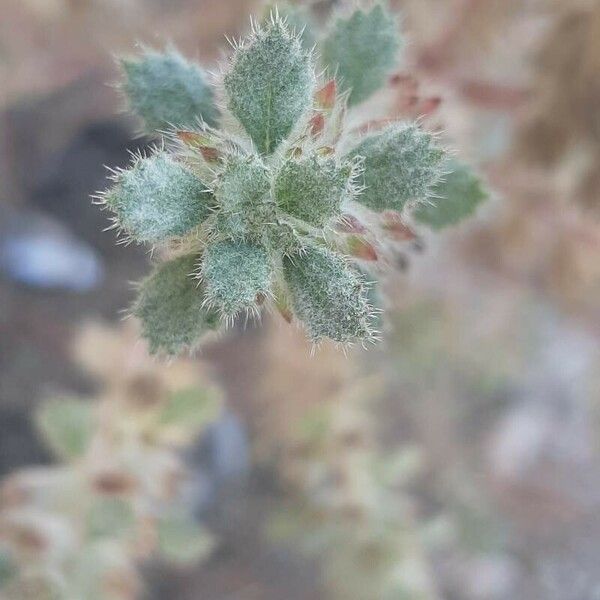 Forsskaolea tenacissima Leaf