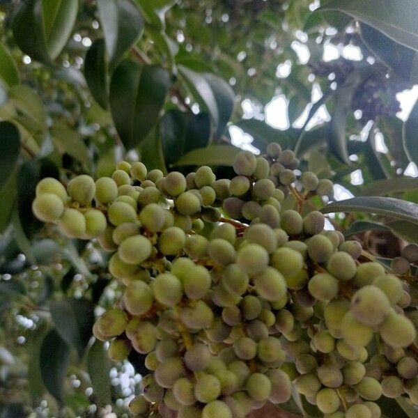 Ligustrum lucidum Fruit