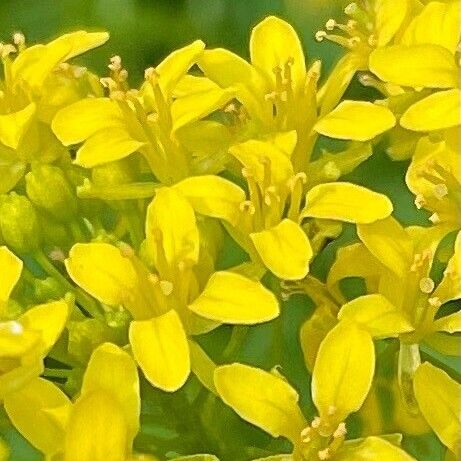 Sisymbrium austriacum Flower