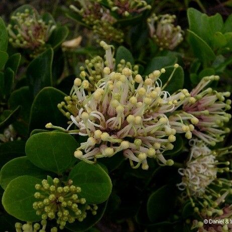 Stenocarpus comptonii Floare