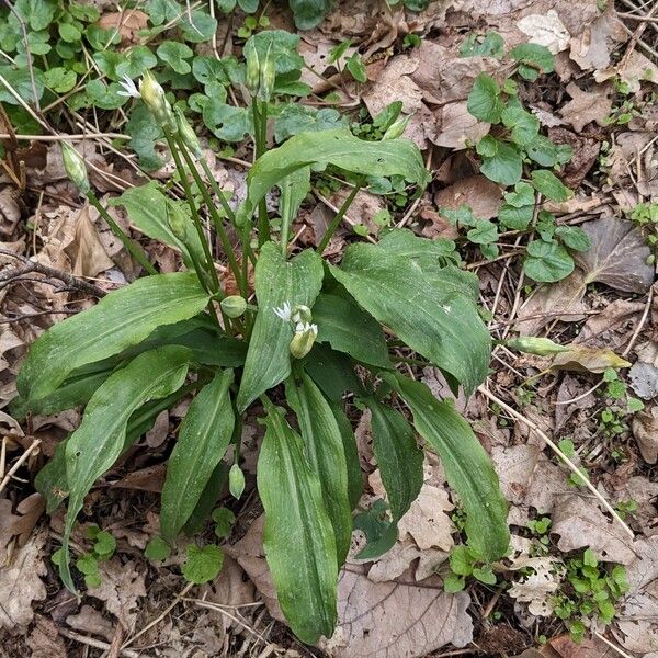 Allium ursinum Hábito