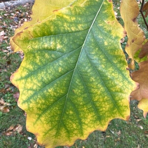 Quercus bicolor Lehti