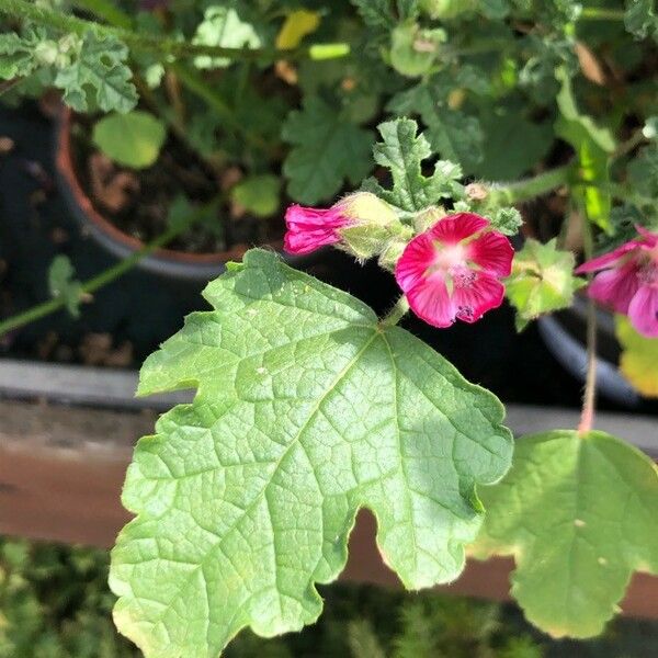 Anisodontea capensis Leaf