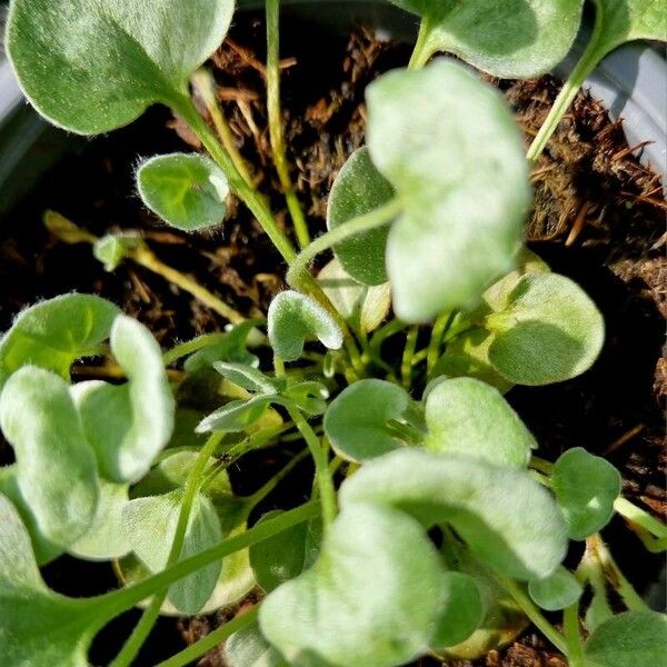 Dichondra micrantha Blad