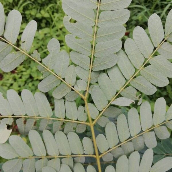 Albizia ferruginea Leaf