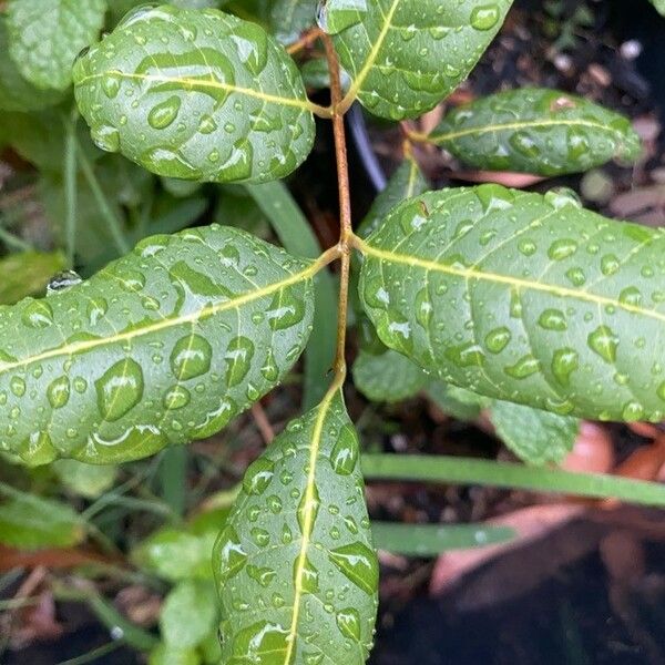 Dimocarpus longan برگ