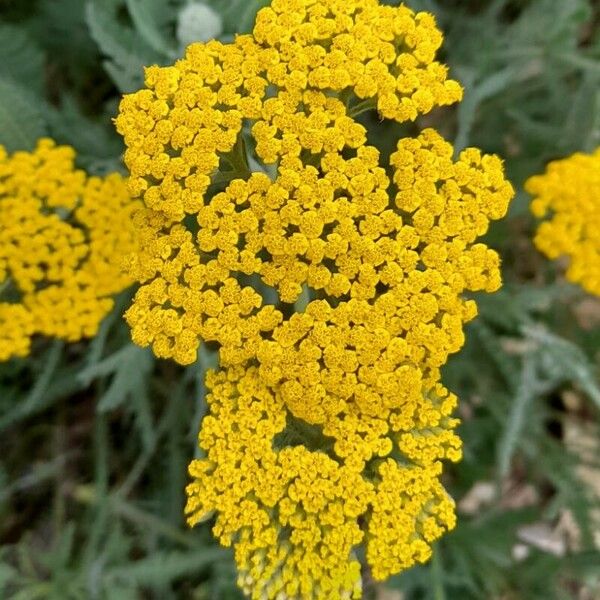 Achillea filipendulina 花