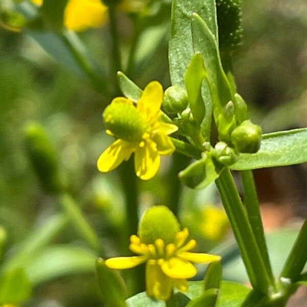 Ranunculus sceleratus Virág