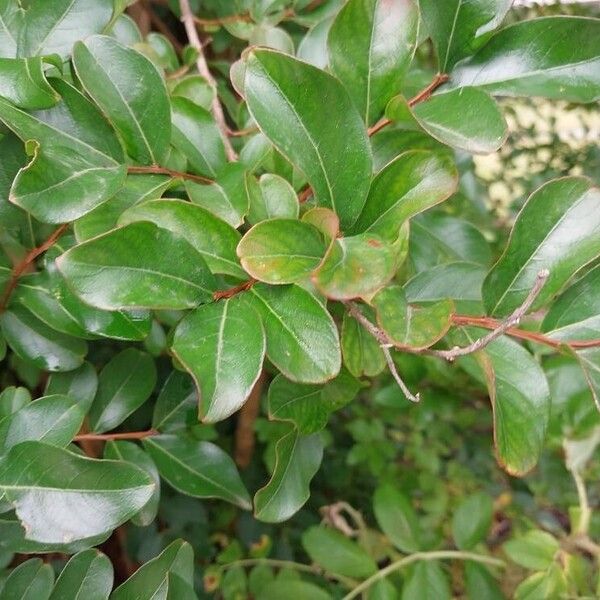 Lagerstroemia indica برگ