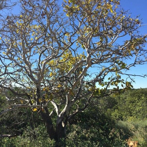 Ochna pulchra Habitat