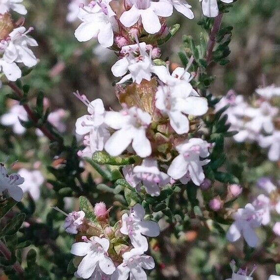 Thymus vulgaris Flower