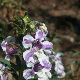 Angelonia biflora Fleur