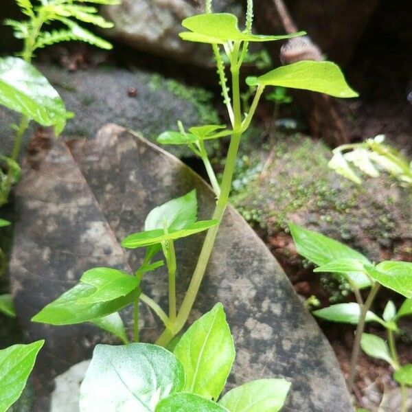 Peperomia pellucida Hábitos