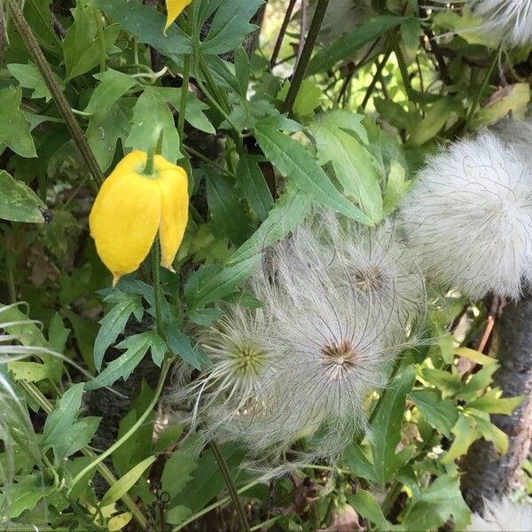 Clematis tangutica Blad