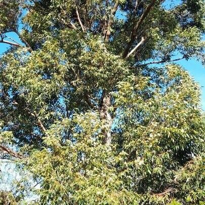 Eucalyptus robusta Pokrój