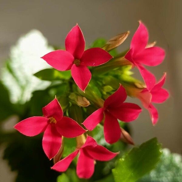 Kalanchoe crenata Kwiat