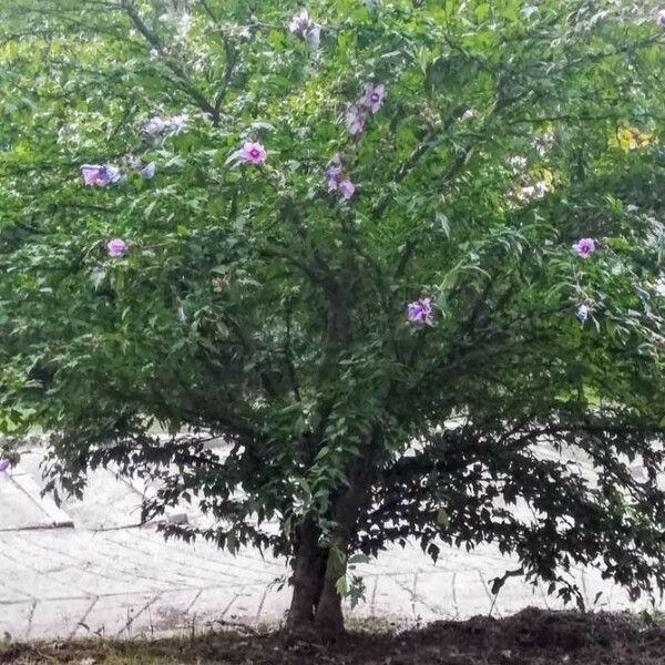 Hibiscus syriacus Habitus