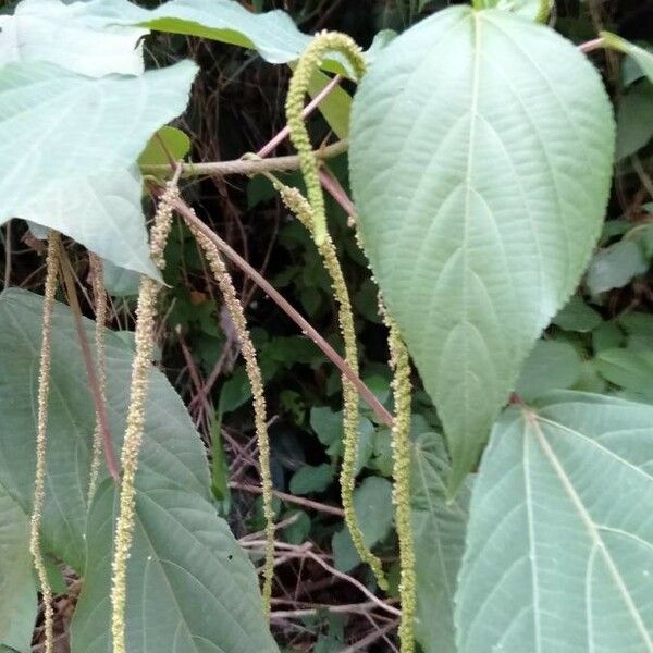 Acalypha amentacea Flower