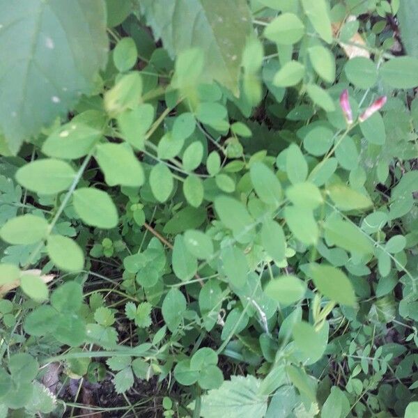 Vicia dumetorum Leaf