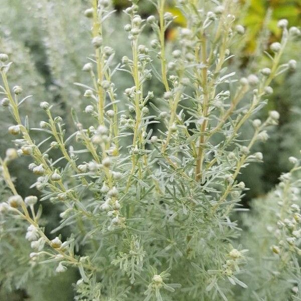 Artemisia pontica Fruit