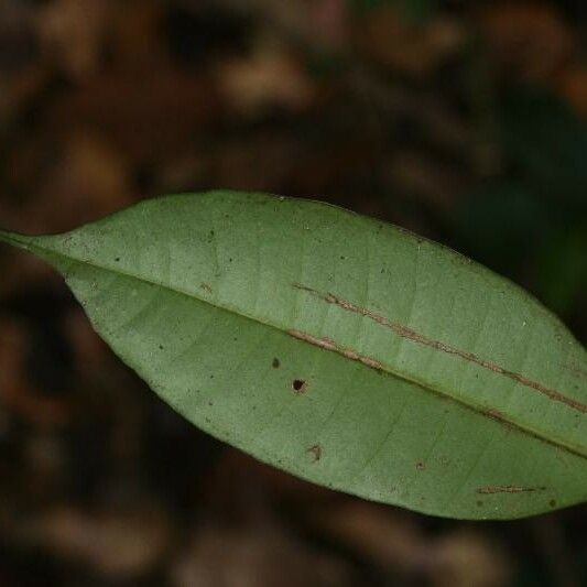 Myrcia decorticans Leaf