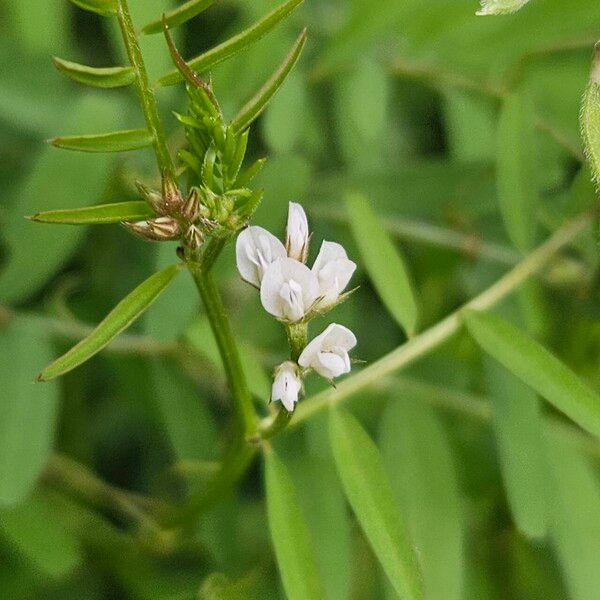 Vicia hirsuta Květ