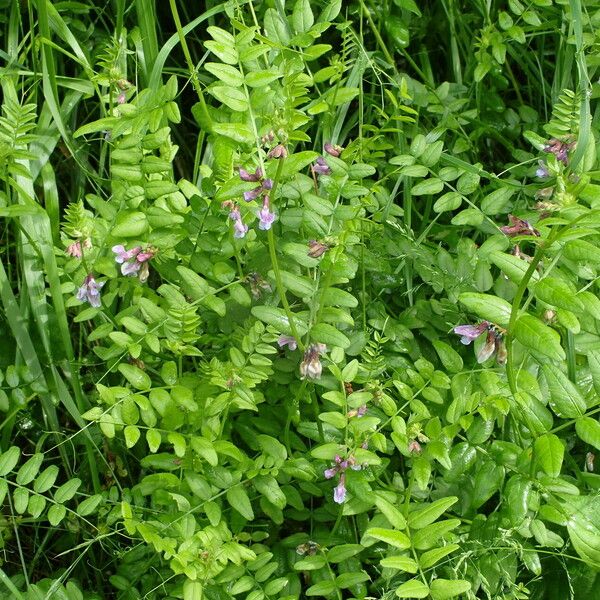 Vicia sepium Хабит