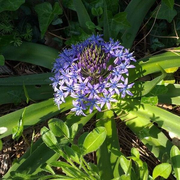 Scilla peruviana പുഷ്പം