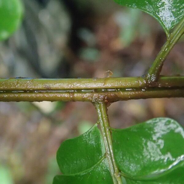 Didymochlaena truncatula Leaf