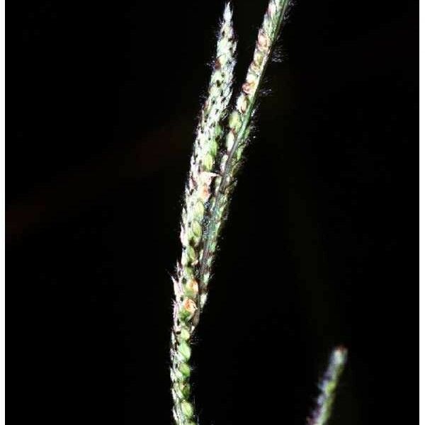 Paspalum urvillei Frucht