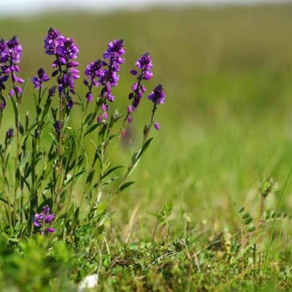 Polygala major Feuille