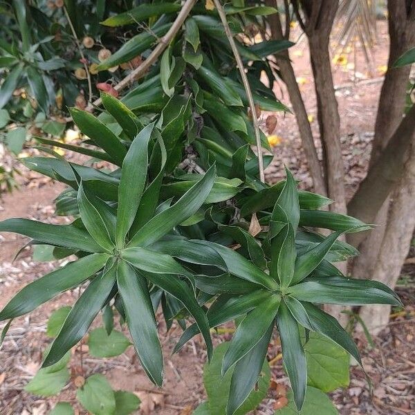 Dracaena angustifolia Lehti