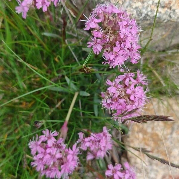 Viscaria alpina Žiedas