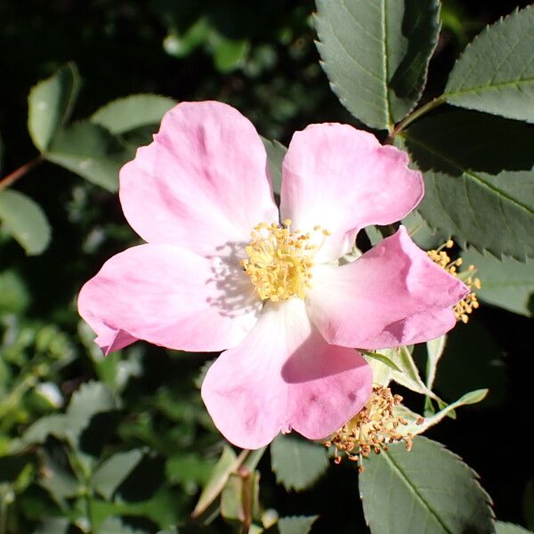 Rosa glauca Bloem