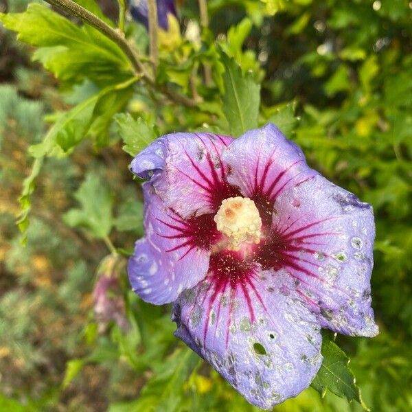 Hibiscus syriacus Flor