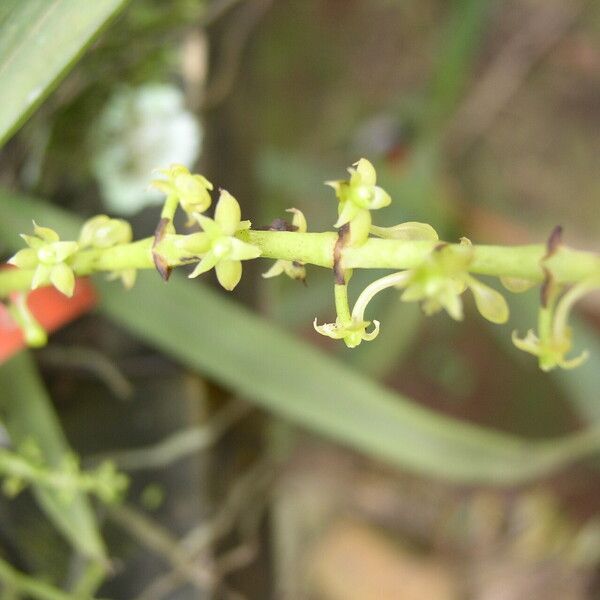 Diaphananthe vesicata Blomma