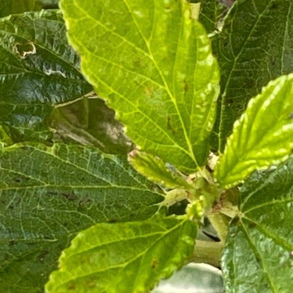 Ceanothus thyrsiflorus List