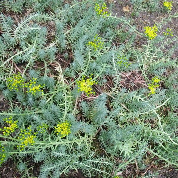 Petrosedum rupestre موطن