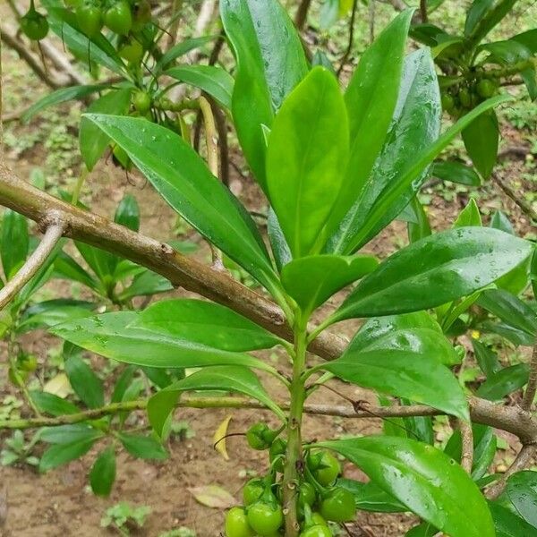 Myoporum bontioides Blatt