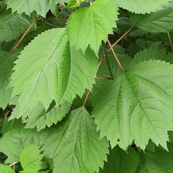 Boehmeria platanifolia Blad